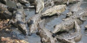 900 soldados devorados por cocodrilos gigantes